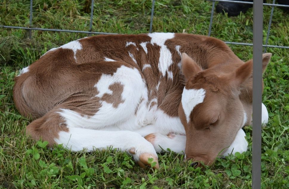 Cute calf